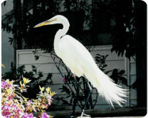 Lake Tropicana Florida, Lake Tropicana, Lake Tropicana real estate, Lake Tropicana Florida real estate, Florida Horse farms